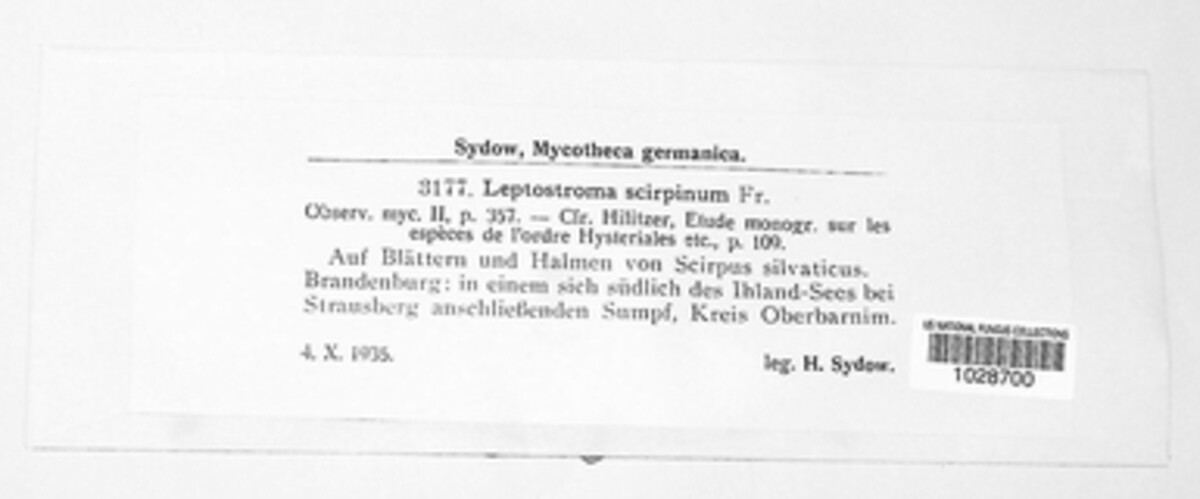 Hypohelion scirpinum image